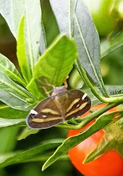 Image of Ricania obliqua (Walker 1851)