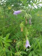 صورة Campanula sibirica subsp. elatior (Fomin) Fed.