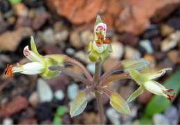 Image of Pelargonium leipoldtii Knuth.