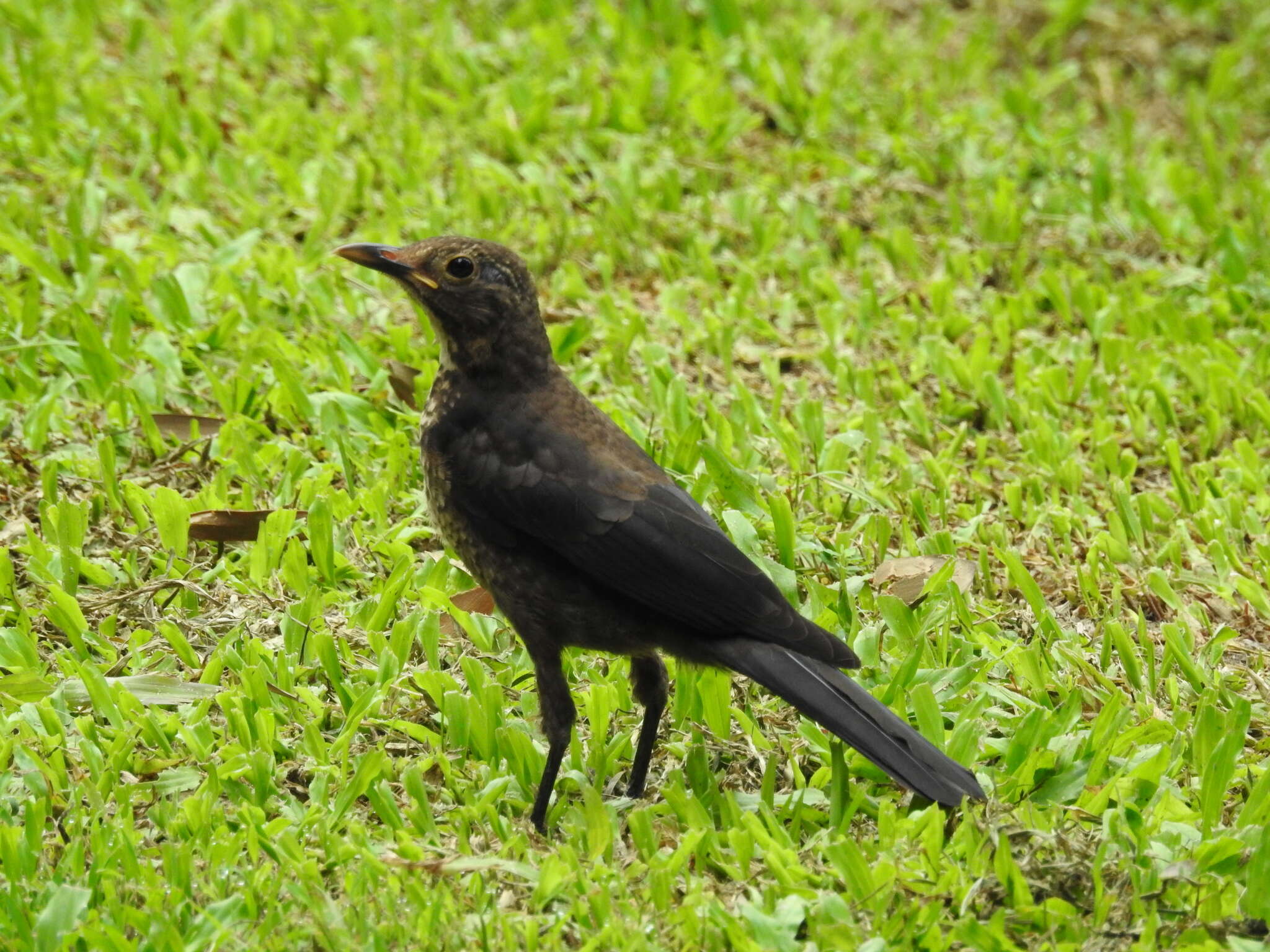 Image of Chinese Blackbird