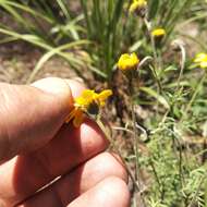 Image of Picradeniopsis xylopoda (Greenm.) B. G. Baldwin