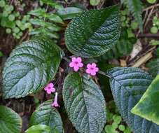 Image of Chrysothemis melittifolia