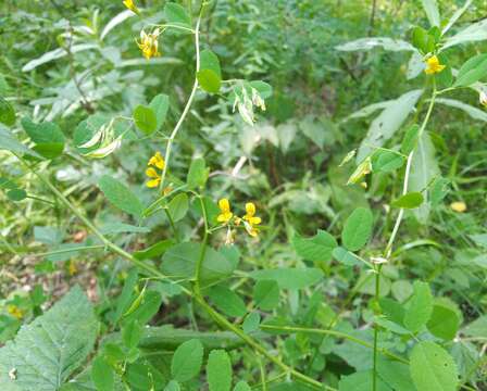 Image of Medicago platycarpa (L.) Trautv.