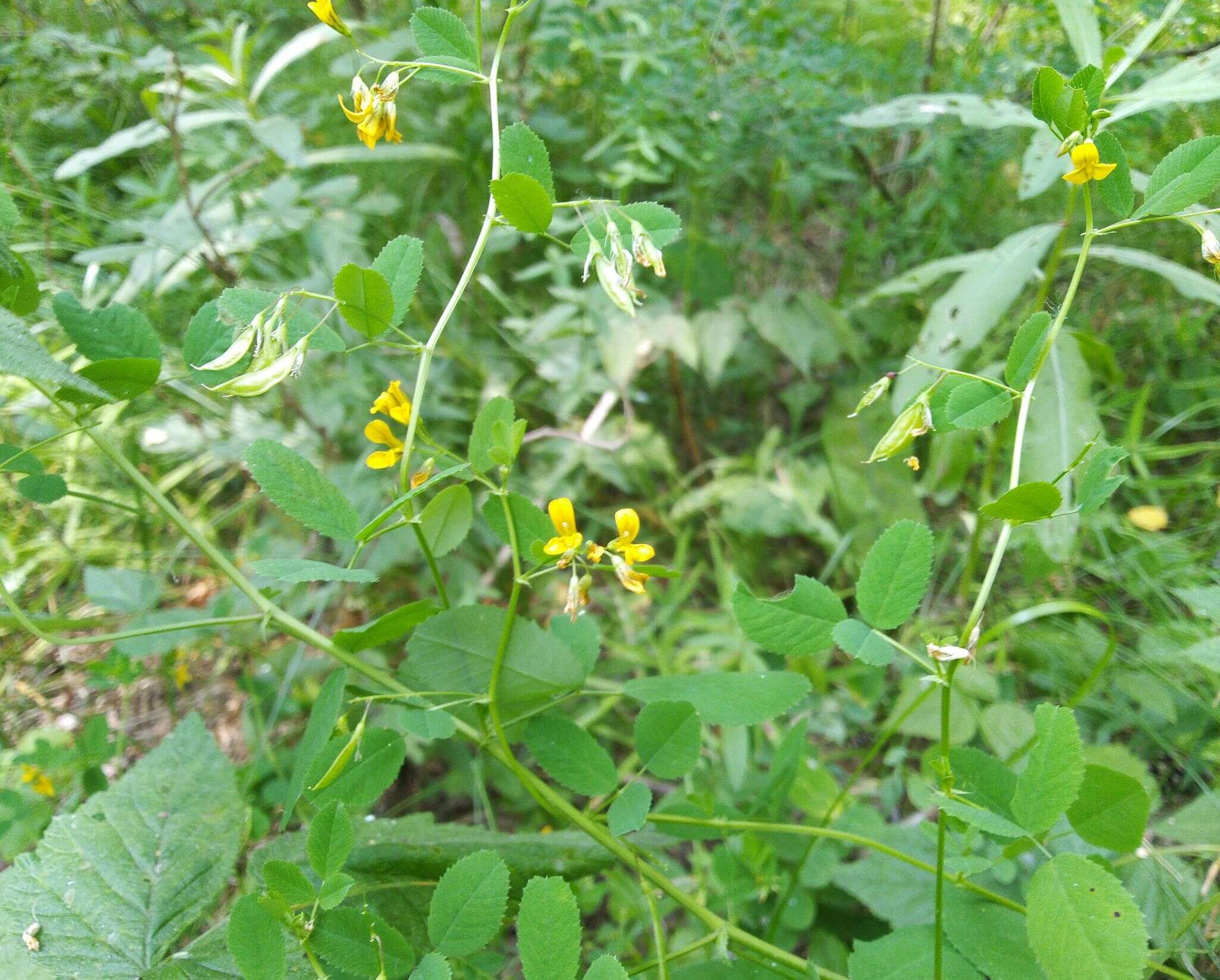 Plancia ëd Medicago platycarpa (L.) Trautv.