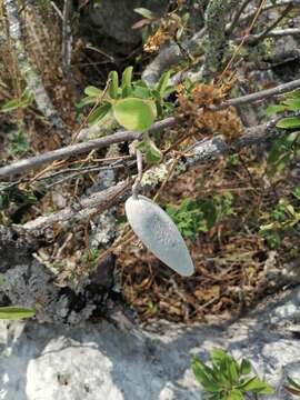 صورة Marsdenia lanata (P. G. Wilson) W. D. Stevens