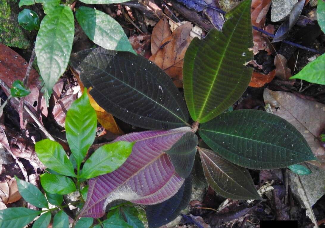 Image of Miconia paleacea Cogn.