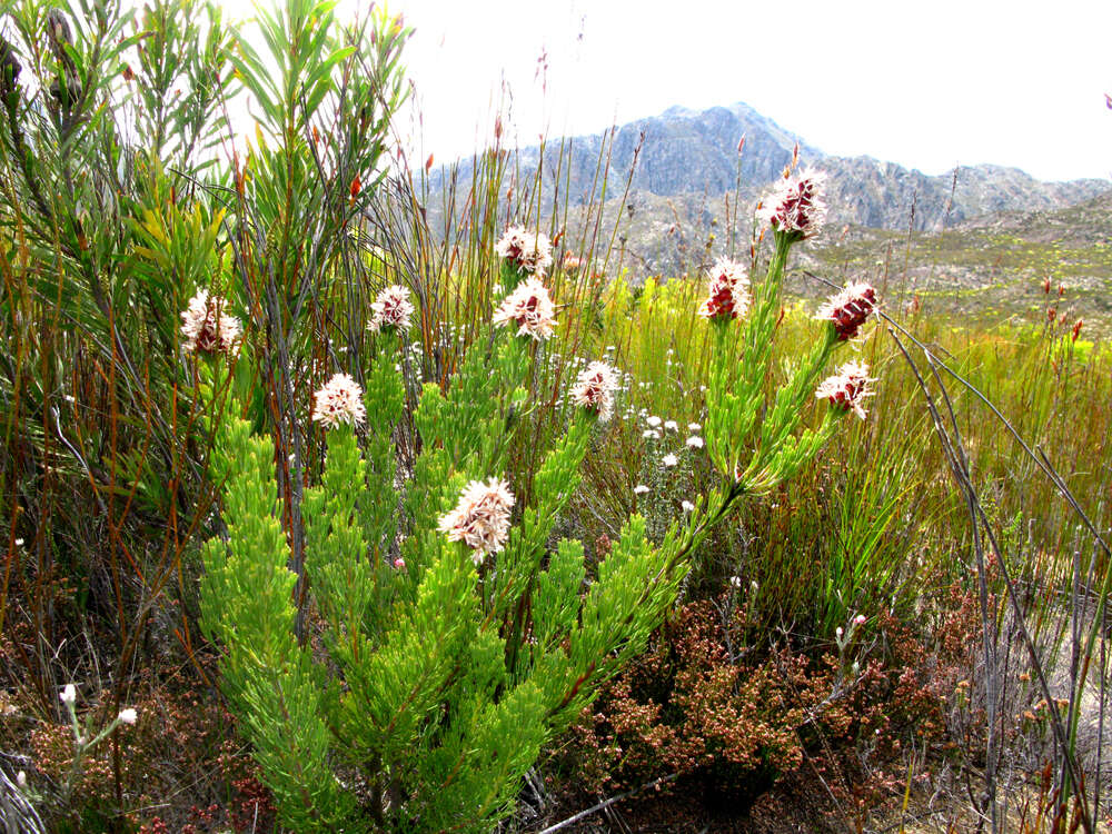 Imagem de Paranomus esterhuyseniae Levyns