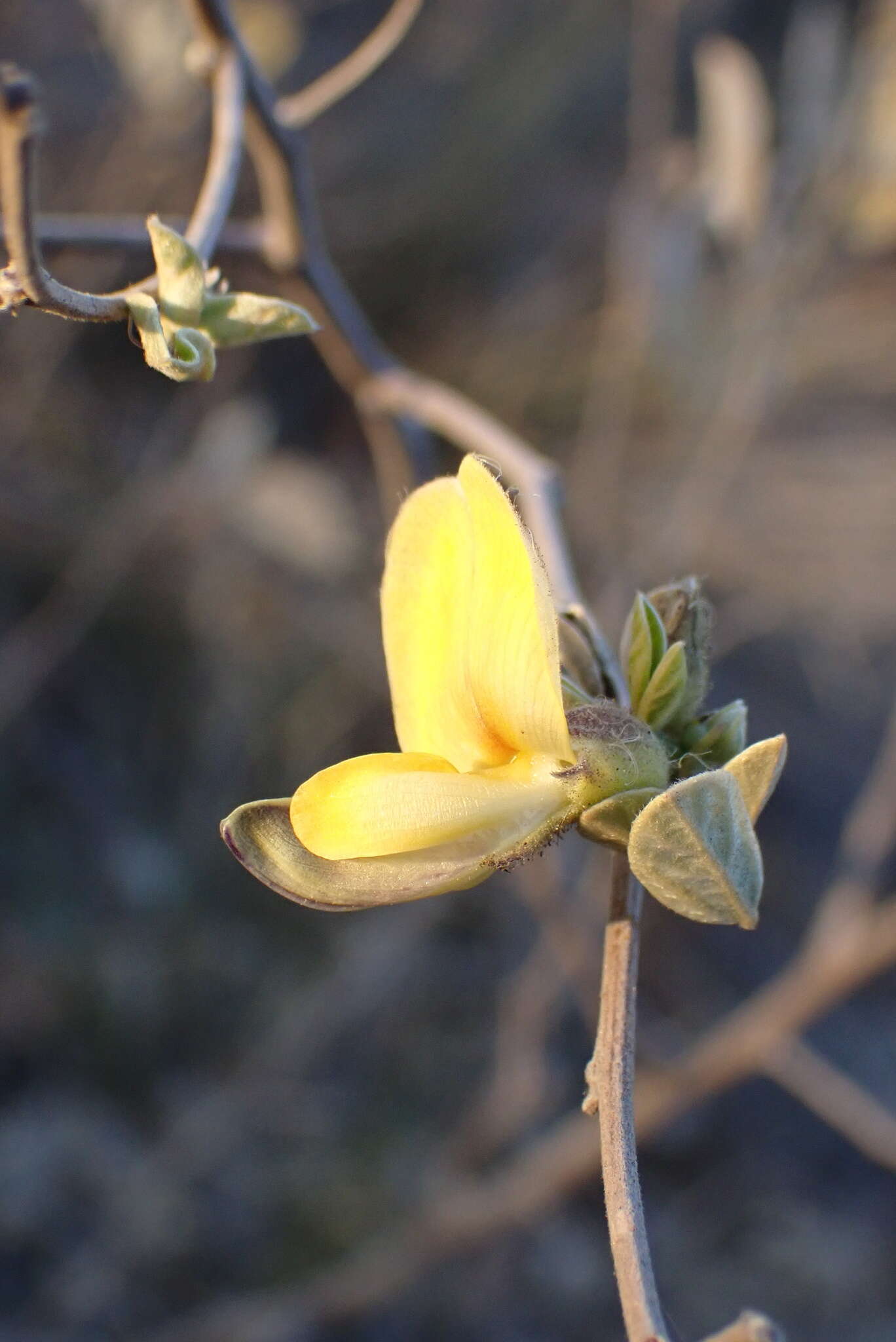 Image of Rhynchosia nitens Harv.