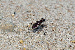 Image of Ellipsoptera macra fluviatilis (Vaurie 1951)