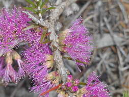 Image de Melaleuca wilsonii F. Müll.