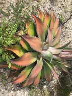 Agave nuusaviorum García-Mend. resmi