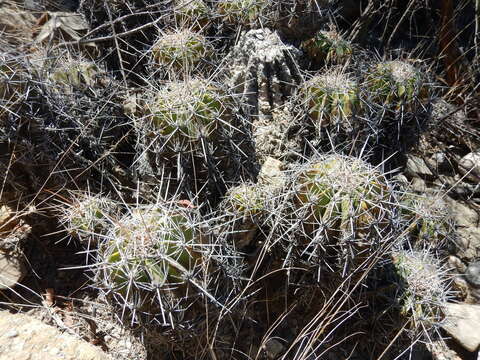 Image of Ferocactus flavovirens (Scheidw.) Britton & Rose