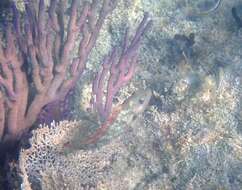 Image of Bucktooth Parrotfish