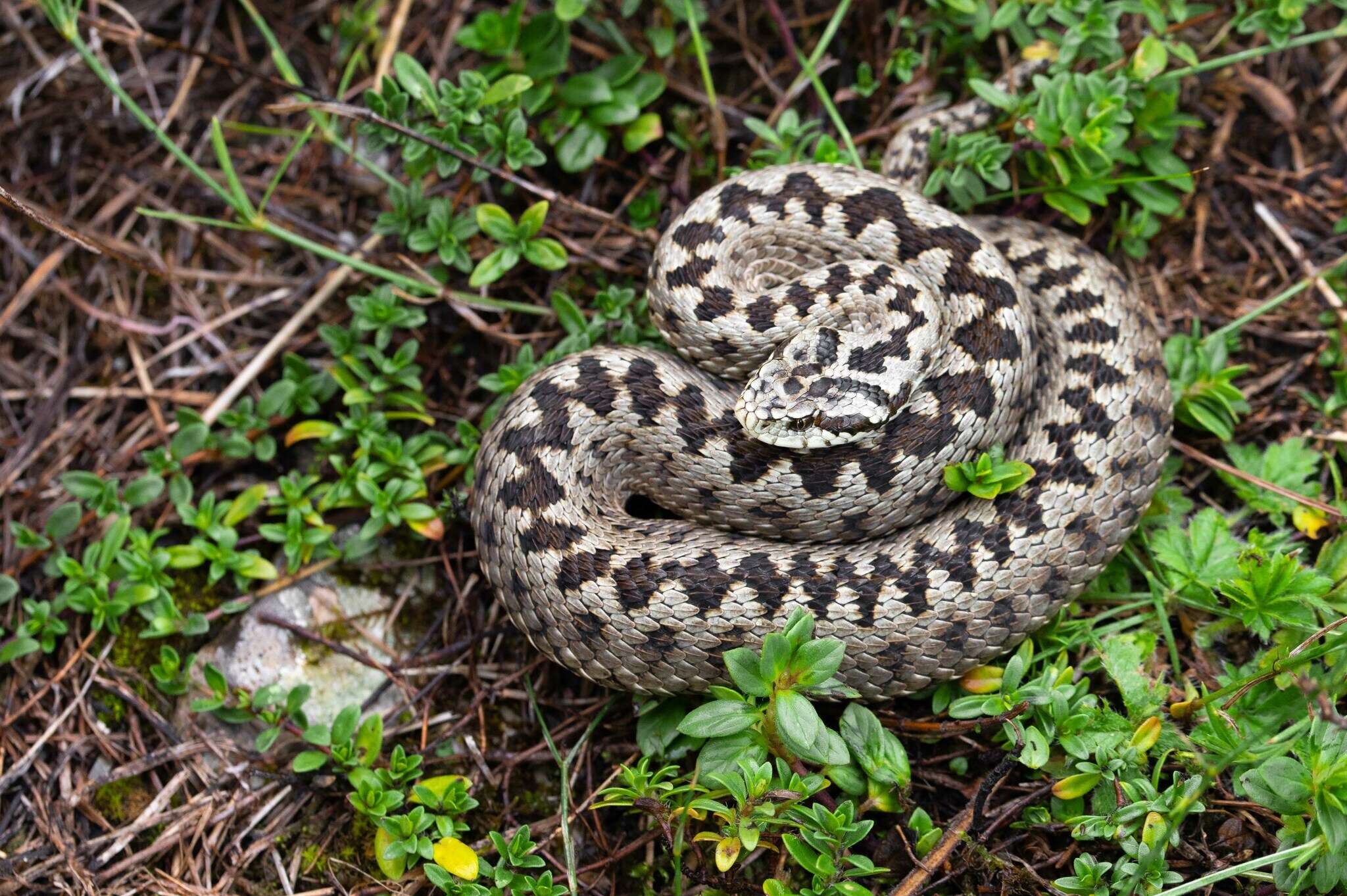 Image of Vipera ursinii macrops Méhely 1911