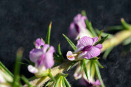 Image of Muraltia ononidifolia Eckl. & Zeyh.