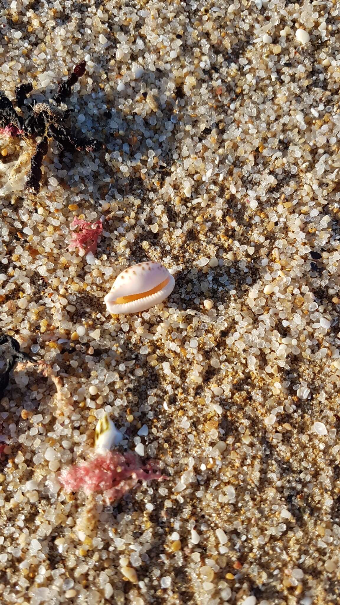 Image of Notocypraea comptonii (Gray 1847)