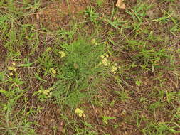 Imagem de Lomatium cookii J. S. Kagan