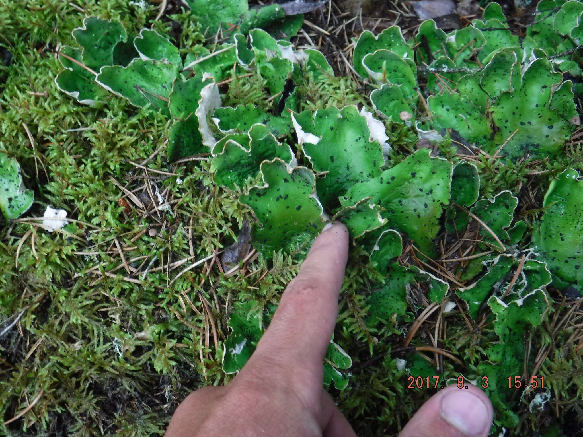 Image of felt lichen