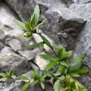 Image of Berberis alpicola C. K. Schneid.