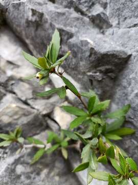 Image of Berberis alpicola C. K. Schneid.