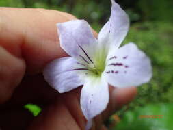 Sivun Streptocarpus gardenii Hook. kuva