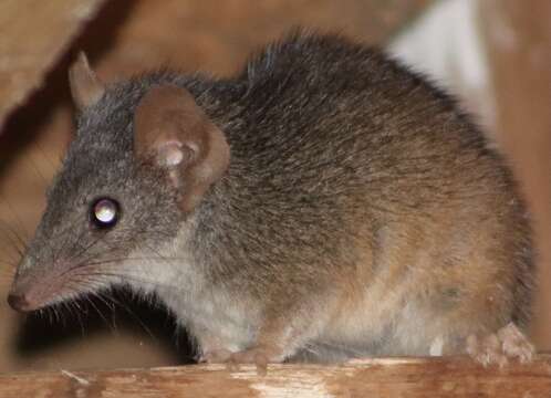 Image of Antechinus mysticus Baker, Mutton & Van Dyck 2012