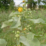 Image of Abutilon angulatum (Guill. & Perr.) Mast.