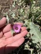 Image of Sphaeralcea mendocina Phil.