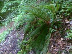 Image of hard shield-fern