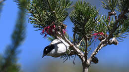 Image of Gilbert's Honeyeater