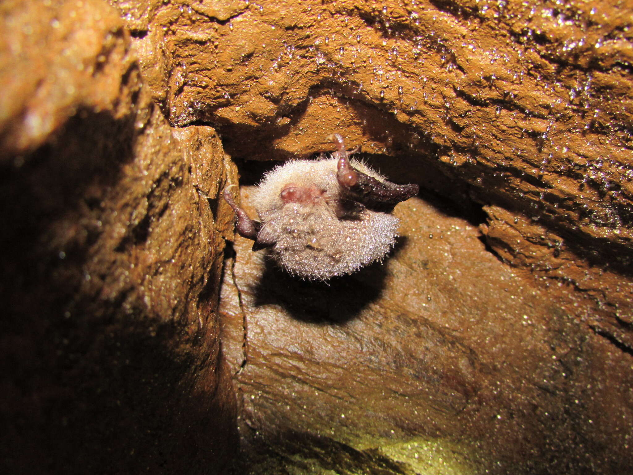 Plancia ëd Myotis daubentonii (Kuhl 1817)