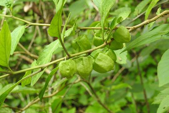 Image of Physalis campechiana L.