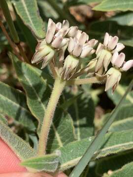 Image of Asclepias meliodora (Schltr.) Schltr.