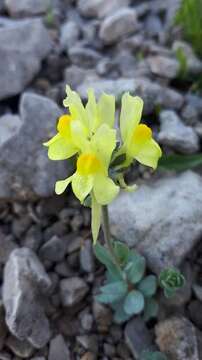 Image of Linaria tonzigii Lona