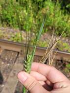 Image of Hordeum vulgare subsp. vulgare