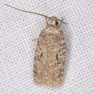 Image of Agonopterix curvilineella Beutenmüller 1889