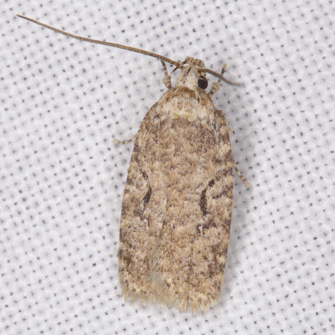 Image of Agonopterix curvilineella Beutenmüller 1889