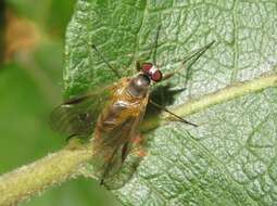 Image of Small Fleck-winged Snipe Fly