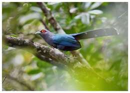 Image of Chestnut-bellied Malkoha