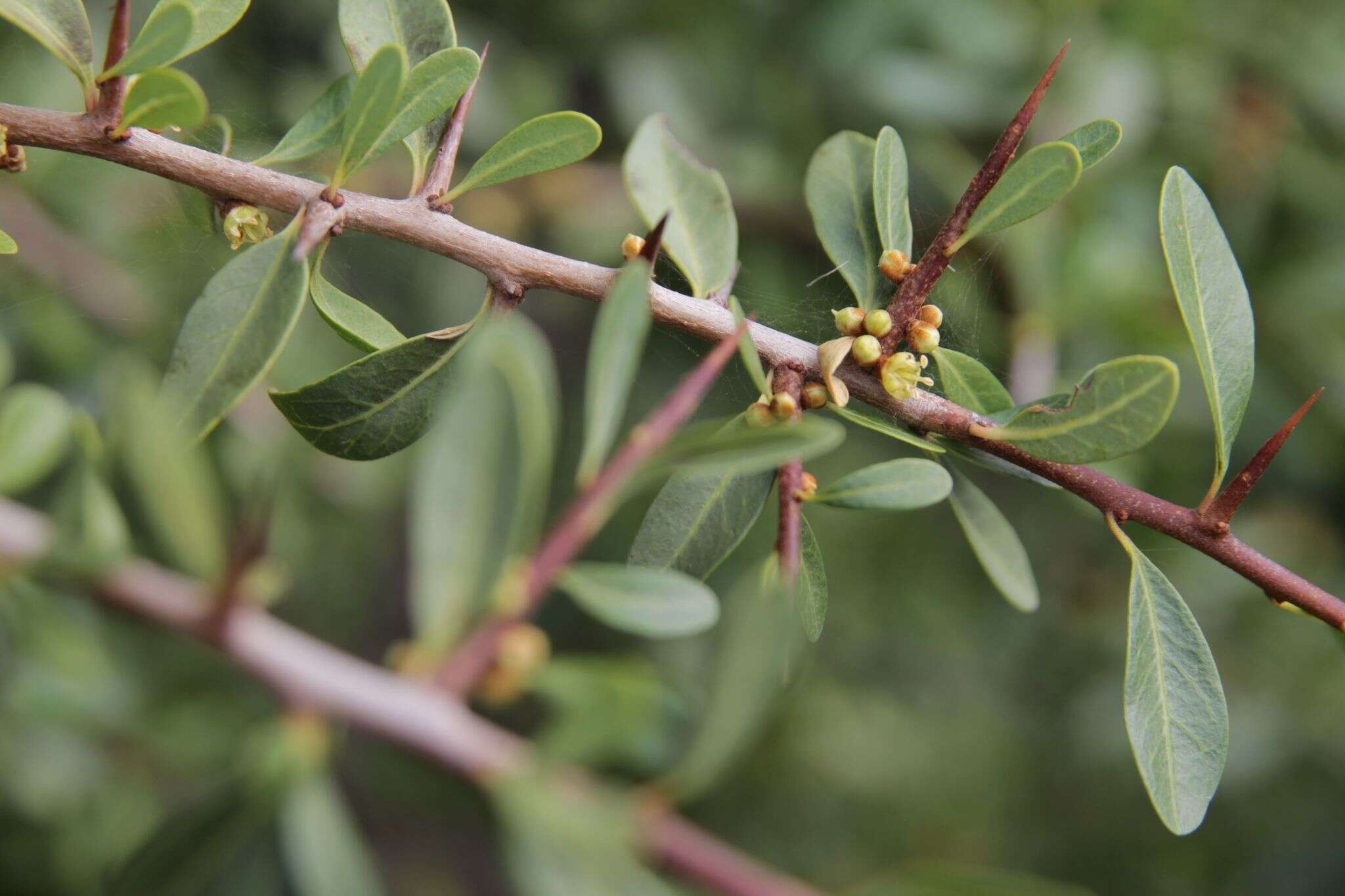 Слика од Sideroxylon spinosum L.