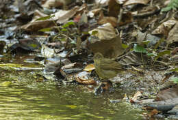 Image of Cachar Bulbul