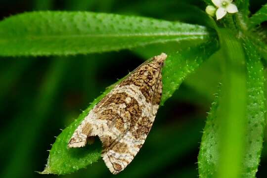 Olethreutes umbrosana (Freyer 1842) resmi