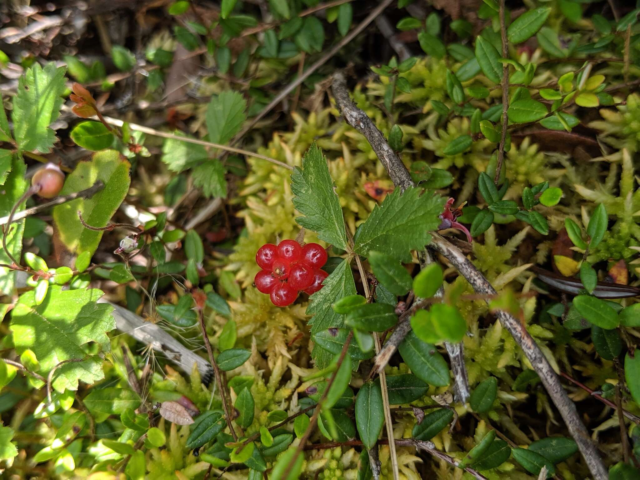 Image de Rubus arcticus subsp. acaulis (Michx.) Focke