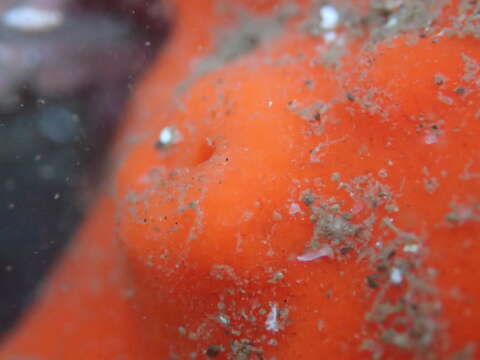 Image of red volcano horny sponge