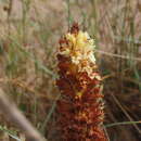 Image of Orobanche densiflora Salzm. ex Reuter