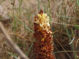 Imagem de Orobanche densiflora Salzm. ex Reuter