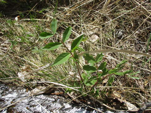 Imagem de Vicia venosa (Link) Maxim.