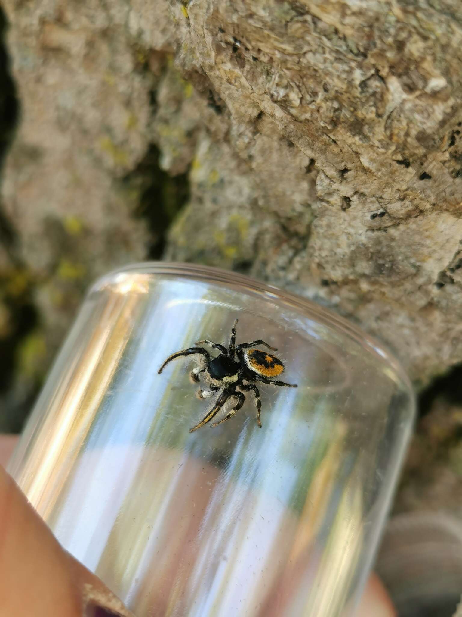 Image of Phidippus insignarius C. L. Koch 1846