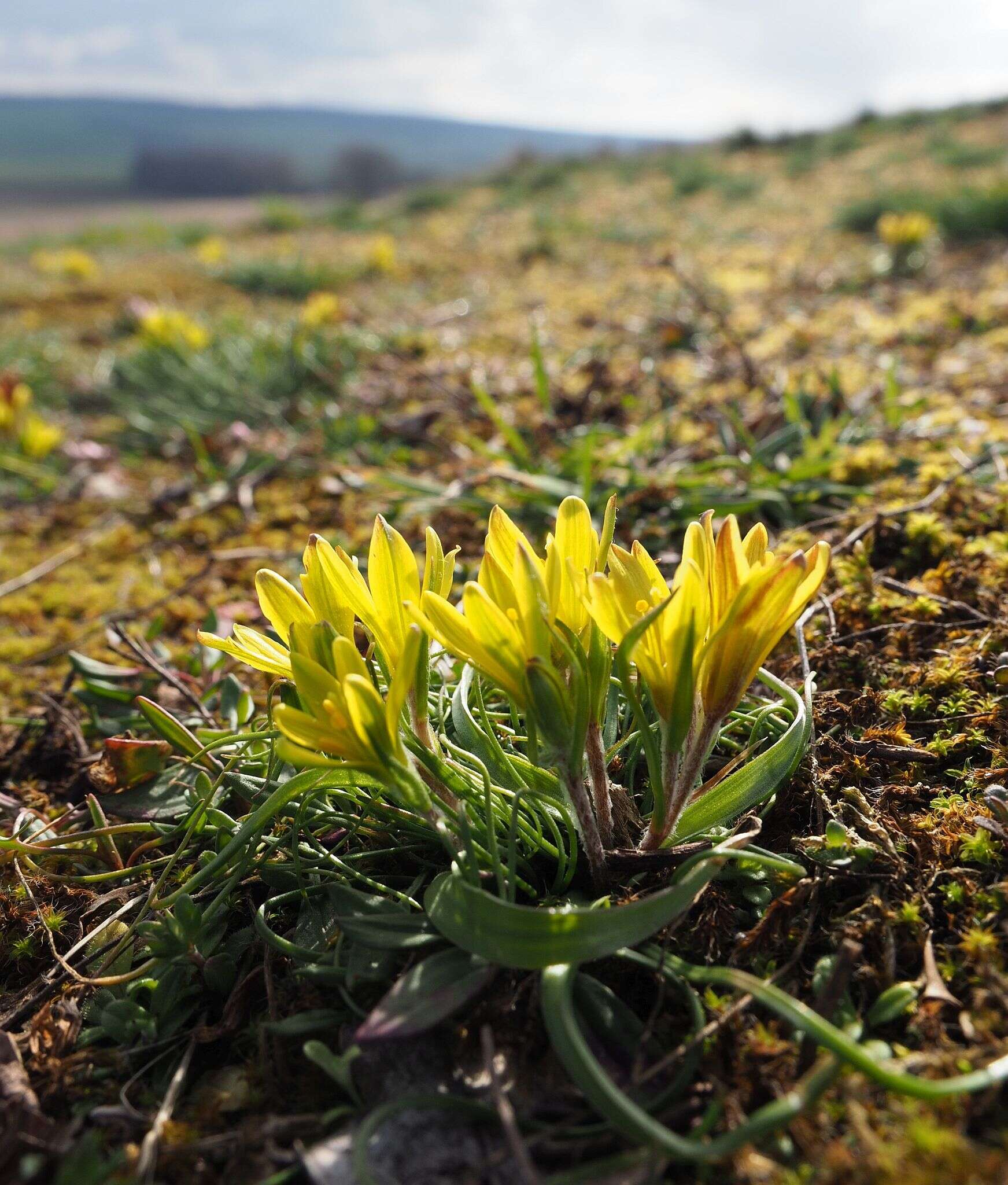 Image de Gagea bohemica (Zauschn.) Schult. & Schult. fil.