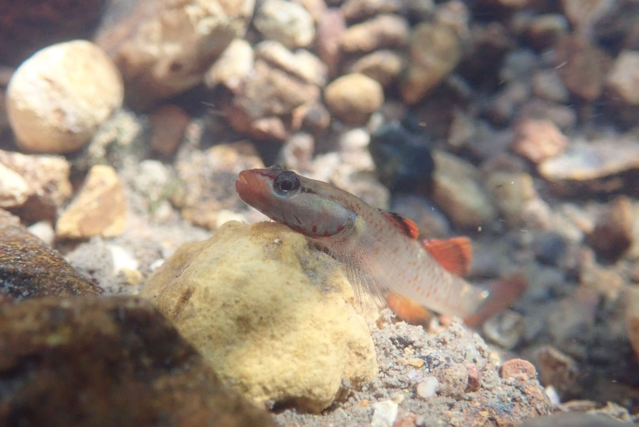 صورة Rhinogobius duospilus (Herre 1935)